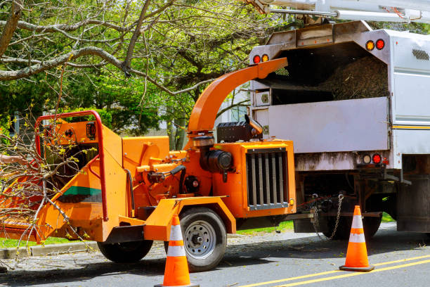 Professional Tree Service in Gateway, FL